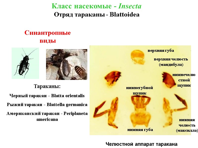 Челюстной аппарат таракана Класс насекомые - Insecta Отряд тараканы - Blattoidea Синантропные виды Тараканы: